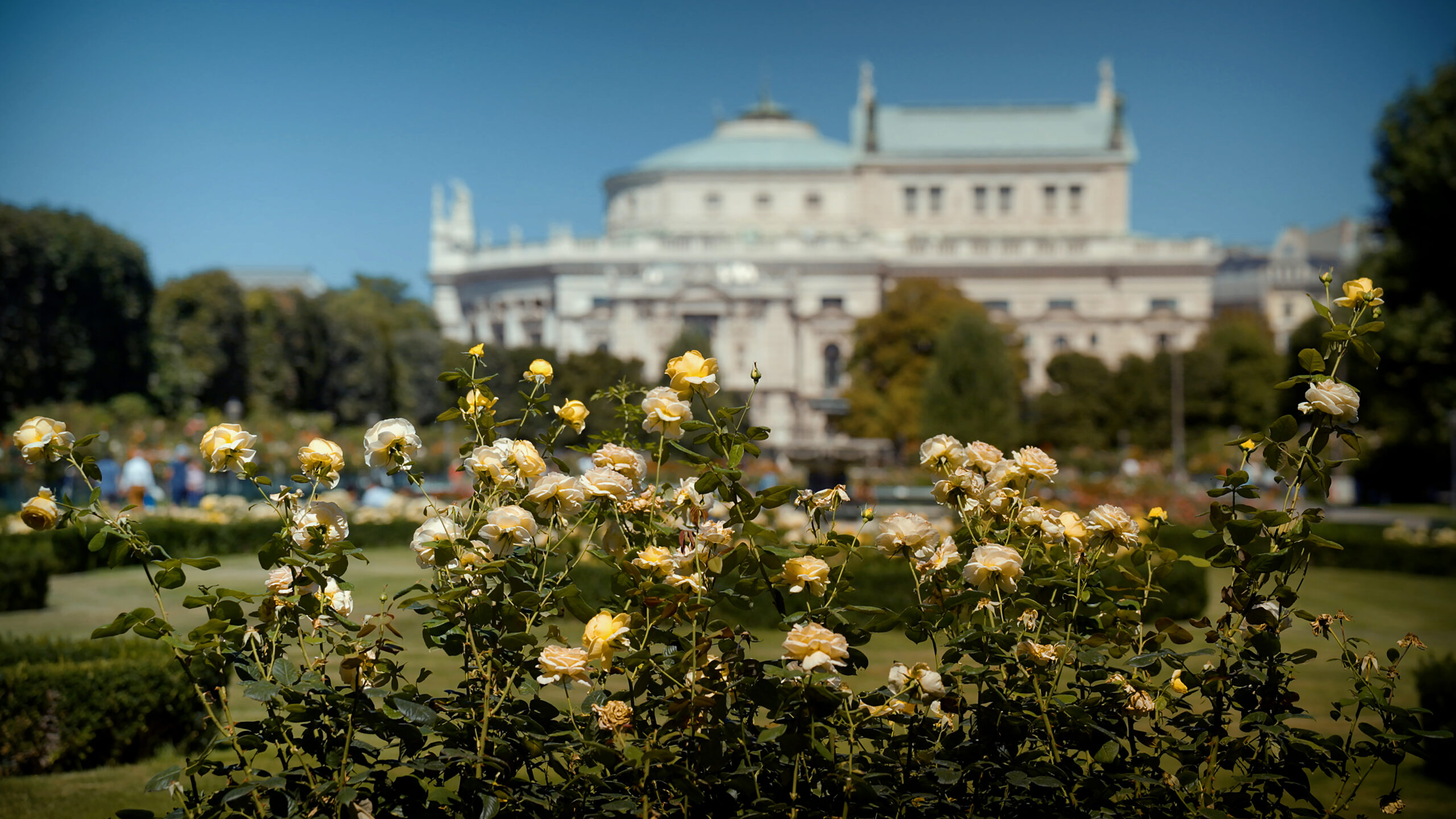 1.000 Rosen, TV Doku, ORF, Querschuss Film, Christoph Strobl, Christoph Petrik